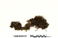 藏品(偏蒴苔)的圖片